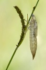 Exuvia di Odonata Exuvia di Odonata