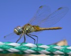 Libellula Libellula