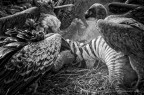 Avvoltoi su carcassa di Zebra Avvoltoi su carcassa di Zebra