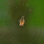 Abile tessitore Abile tessitore