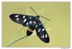 Amata Phegea