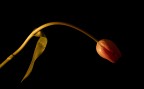 Inchino floreale Inchino floreale