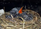 Scatto molto fortunato in una soffitta di una casa vecchia dove un cuculo ha deposto il proprio uovo e due poveri passerrottini stanno allevando questo uccello che gi dopo pochi giorni  grande quanto loro (vedi le dimensioni del nido) a seguire la crescita di questo "neonato".
Nikon D40X 18-55 focale 35mm t 1/60 f 4,8 iso 200 a mano libera.