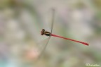Ceriagrion tenellum in volo Ceriagrion tenellum in volo