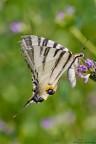 Podalirio &quot;Iphiclides podalirius&quot; dei pove