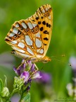 Famiglia della Nymphalidae ma esattamente? Famiglia della Nymphalidae ma esattamente?