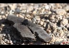 Libellula