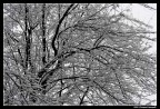 al parco dopo una nevicata 6 (capillari ed arterie)