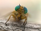 occhi verdi occhi verdi