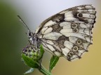Melanargia Melanargia