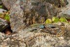 Podarcis muralis Podarcis muralis