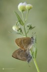 Satyrium ilicis (Esper, 1779) Satyrium ilicis (Esper, 1779)