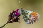 Anthocharis Cardamines Anthocharis Cardamines