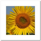 Arrivooo....! Arrivooo....!