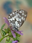 melangria galathea