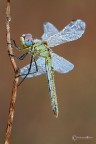 Sympetrum fonscolombii (Sélys-Longchamps, 1776)... Sympetrum fonscolombii (Sélys-Longchamps, 1776)...