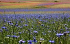 il tappeto magico il tappeto magico