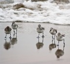 The Dream Team The Dream Team