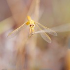 Fading yellow Fading yellow