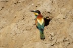 Gruccione - Bee eater Gruccione - Bee eater
