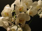 orchidea orchidea
