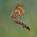 Rugiada su Melitea Rugiada su Melitea