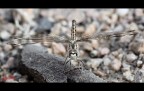 Libellula 2 - Brachythemis Impartita (femmina) Libellula 2 - Brachythemis Impartita (femmina)
