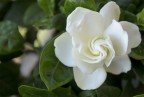 Gardenia Gardenia