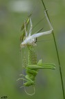 la trasformazione..(Hexapoda Orthoptera Tettigoniidae Dectic la trasformazione..(Hexapoda Orthoptera Tettigoniidae Dectic