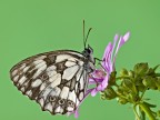 melangria galathea