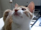 Il mio coinquilino peloso.
