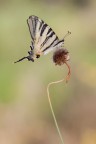 Podalirio &quot;Iphiclides podalirius&quot;