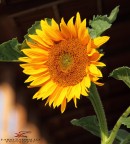 o sole mio ! o sole mio !