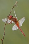 Red Odonata ( maschio?) Red Odonata ( maschio?)