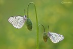 Aporia Cratagei (Farfalla del Biancospino)... Aporia Cratagei (Farfalla del Biancospino)...