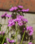 Fiori Fiori