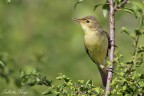 Canapino (Hippolais polyglotta) Canapino (Hippolais polyglotta)