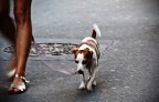 Cane in città Cane in città