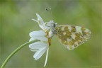 Lepidoptera Pieridae

Nikon D7000 -Sigma 180 macro - f 20 - 1/2 sec - iso 100 - EV -0,3

per vedere meglio:
http://img827.imageshack.us/img827/1871/pontiaedusass116431206.png