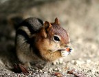 Squirrel Squirrel