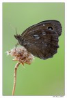 Abbronzatissima Abbronzatissima