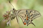 Papilio machaon Papilio machaon