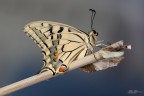 È nato il primo macaone È nato il primo macaone
