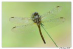 Libellula Libellula