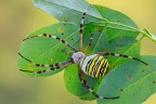 Argiope bruennichi Argiope bruennichi