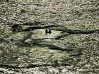 Siamo naufragati in un mare d'amore Siamo naufragati in un mare d'amore