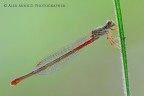 Ceriagrion tenellum Ceriagrion tenellum