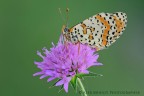 Melitaea didyma Melitaea didyma
