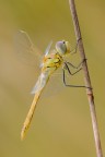 Sympetrum striolatum Sympetrum striolatum