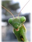 Un' estate intera a cercarla senza mai trovarla; poi nel primo autunno mi  apparsa per caso.Una formidabile predatrice che suscita un certo interesse:sar per i suoi costumi sessuali?